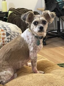Granddog, Waco