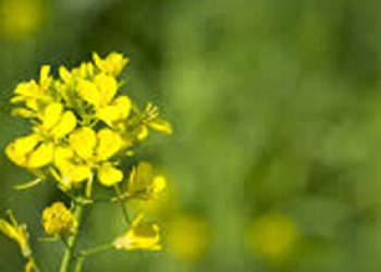 Mustard Seed